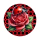 coccinelle