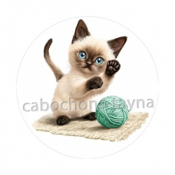 chaton