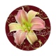 fleur exotique