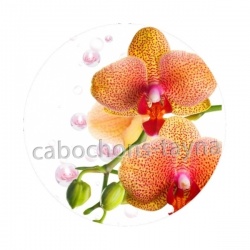 fleur exotique
