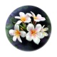 fleur exotique