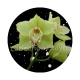 fleur exotique