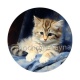 chaton