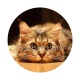 chat