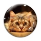 Cabochon Verre - chat