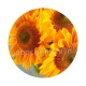 tournesol