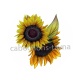 tournesol