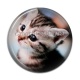 Cabochon Résine - chaton