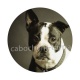chien
