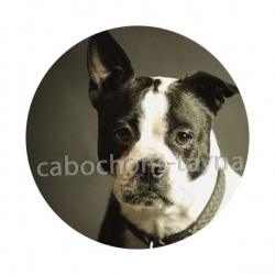 chien