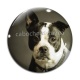 Cabochon Verre - chien