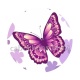 papillon