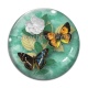 Cabochon Verre - papillon