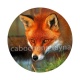 renard