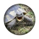 tortue
