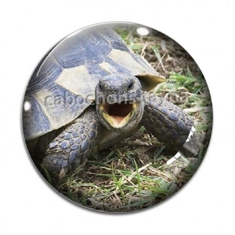 Cabochon Verre - tortue