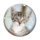 Cabochon Verre - chat
