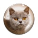 Cabochon Verre - chat