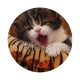 chaton
