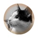 chat