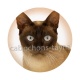 chat