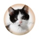 chaton