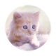 chaton