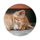 chatonb