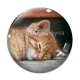 Cabochon Verre - chatonb