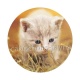chaton