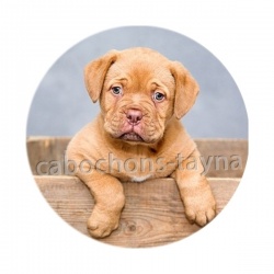 chien