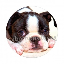 chien