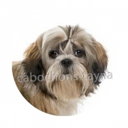 chien