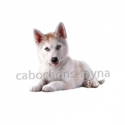 chien