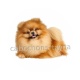 chien