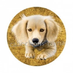 chien
