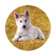 chien