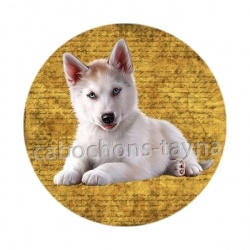 chien