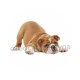 chien
