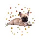 chien