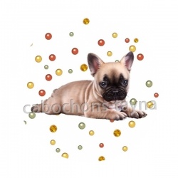 chien