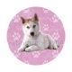 chien
