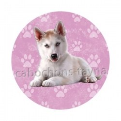 chien