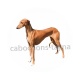 chien