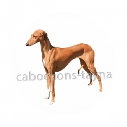 chien