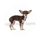 chien