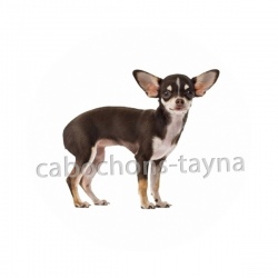 chien