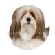 chien 