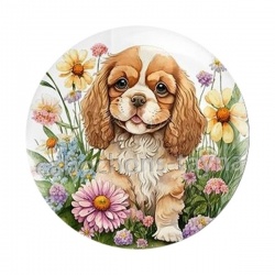 chien 