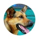 chien 